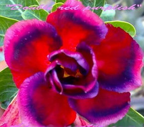 (image for) Adenium Obesum 'Double Red Purplish' x 5 Seeds) - Click Image to Close